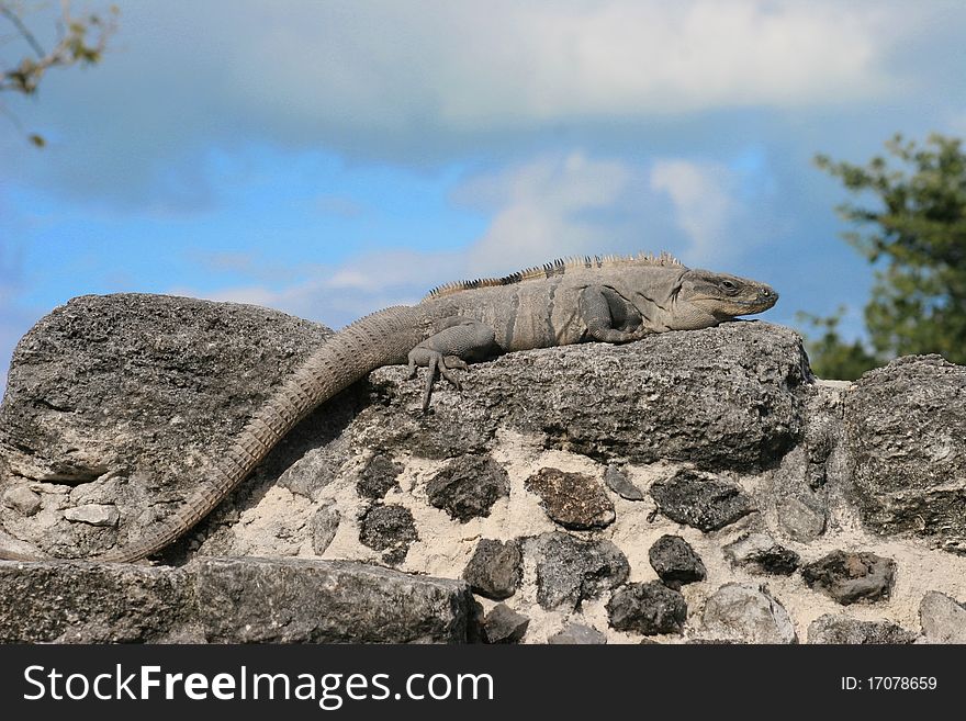 A large iguana sunning himself on top of a stone wall in Cozumal, Mexico. A large iguana sunning himself on top of a stone wall in Cozumal, Mexico