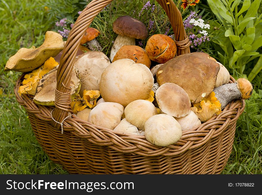 A lot of different edible mushrooms. A lot of different edible mushrooms