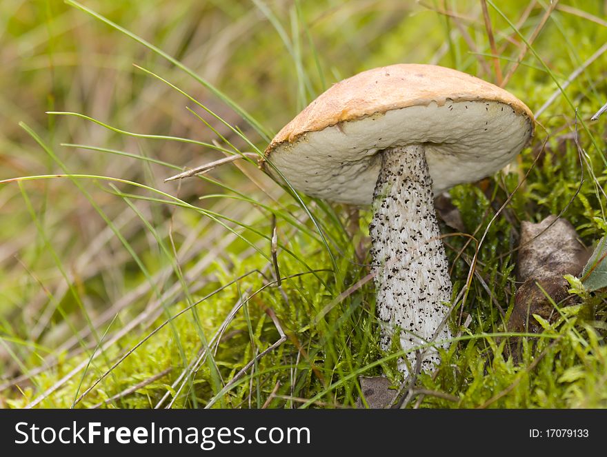 Mushroom In The Forest