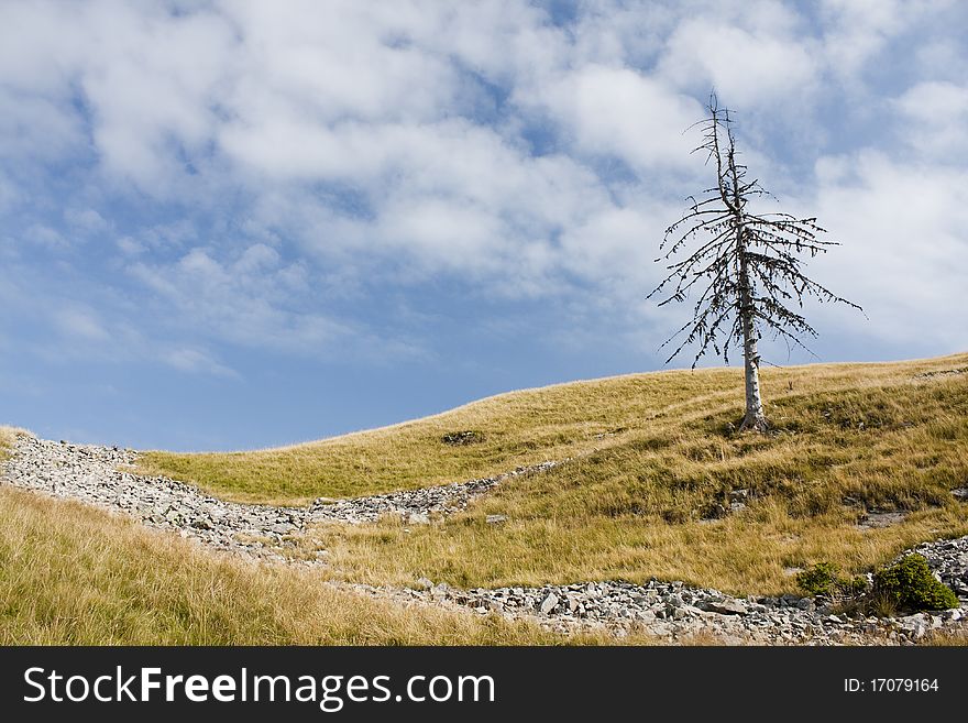 A nice background image of a lone tree at the mountain top. A nice background image of a lone tree at the mountain top