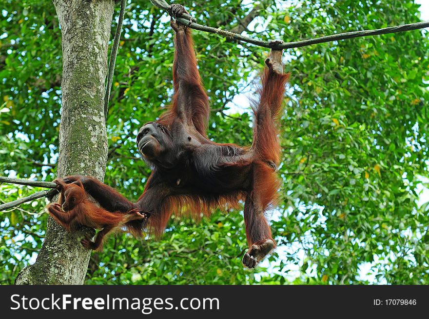 Gorilla Helping Her Baby Across A Rope. Gorilla Helping Her Baby Across A Rope