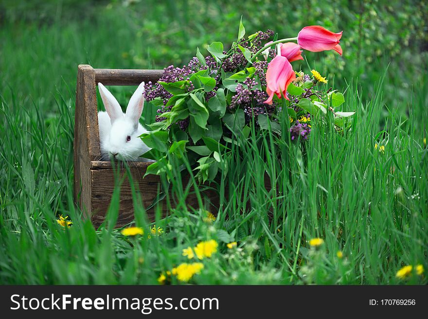 Beautiful little white rabbit in the grass