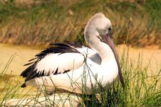 Australian Pelican - Pelecanus Conspicillatus Stock Image Australian Pelican - Pelecanus Conspicillatus Stock Image