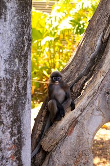 Dusky-Leaf Monkey In Tree Stock Images Dusky-Leaf Monkey In Tree Stock Images