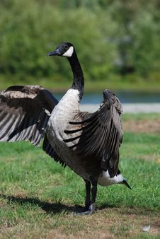 Close-up Canadian Goose Royalty Free Stock Photos Close-up Canadian Goose Royalty Free Stock Photos