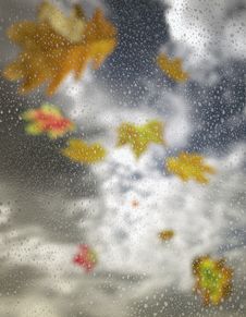 The Falling Autumn Leaves And Raindrops Royalty Free Stock Photos
