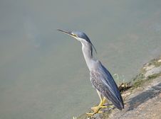 Great Blue Heron At The Edge Of River Royalty Free Stock Photography