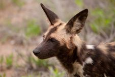 Wild Dog After The Hunt Stock Photo Wild Dog After The Hunt Stock Photo