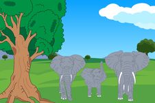 Elephant Family Stock Image