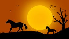 Beautiful Black Horse Silhouettes Royalty Free Stock Image Beautiful Black Horse Silhouettes Royalty Free Stock Image