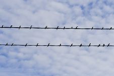 Swallows On Wires. Stock Photos