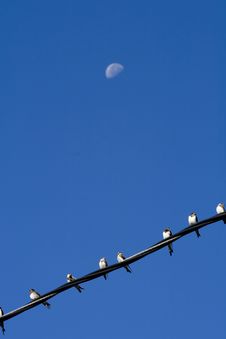 Swallows On Wires. Stock Photos Swallows On Wires. Stock Photos