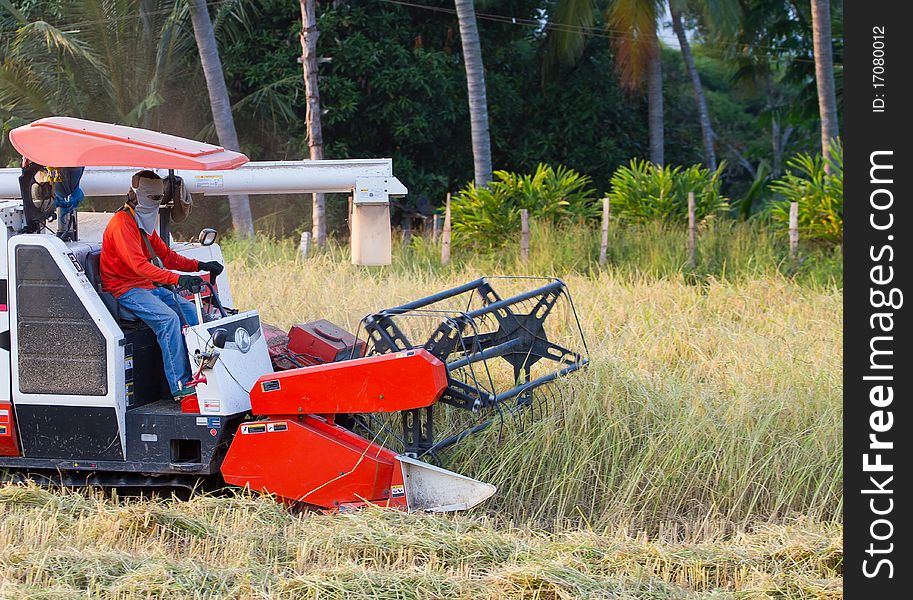 The harvest of rice using machines that are popular. The harvest of rice using machines that are popular.