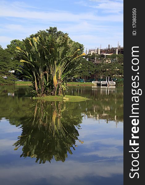 Palm Tree with reflection in Taiping Lake, Malaysia. Palm Tree with reflection in Taiping Lake, Malaysia