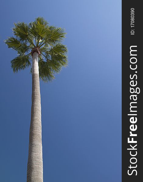 A lonely palm tree on clear blue sky