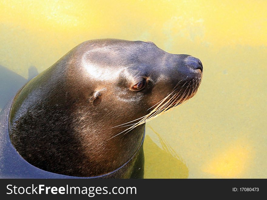 Australian Sea Lion - Neophoca cinerea - with head out of water