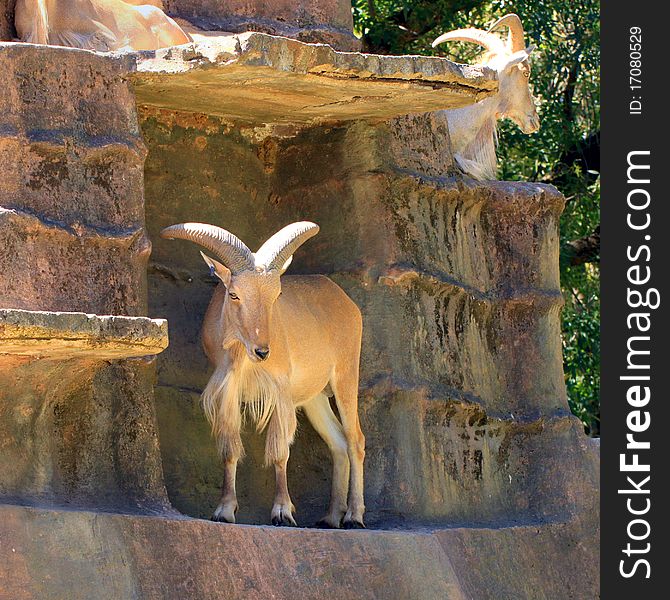 Barbary Sheep on Artificial Cliff Face