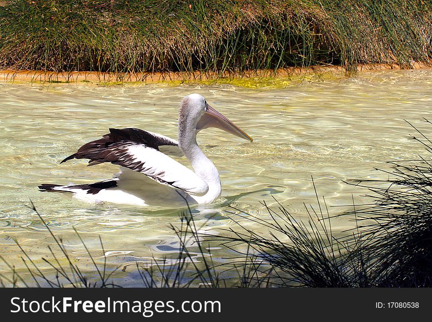 Australian Pelican stretching wings