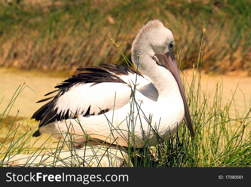 Australian Pelican - Pelecanus Conspicillatus - sitting amongst river grasses