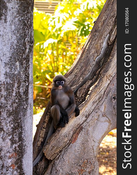 Dusky-Leaf Monkey in Tree - Trachypithecus obscurus. Adelaide Zoo, Australia