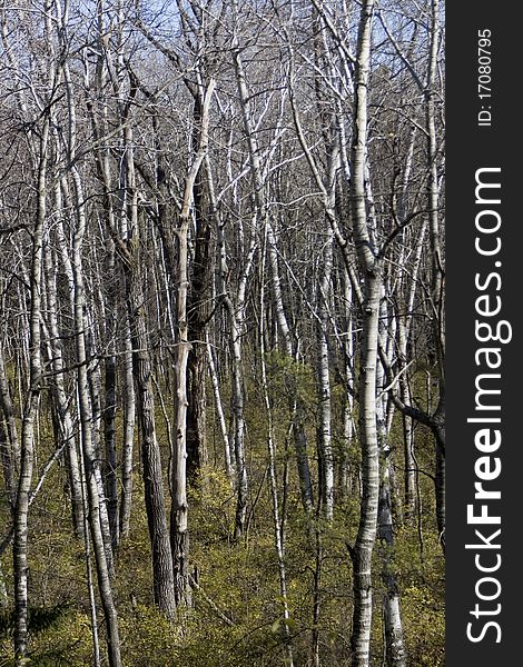 A birch forest in fall.