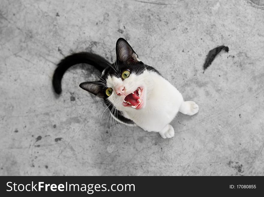 Black And White Cat Staring At Camera