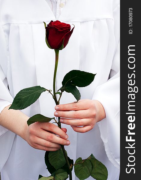 Graduate holding red rose against white gown. Graduate holding red rose against white gown