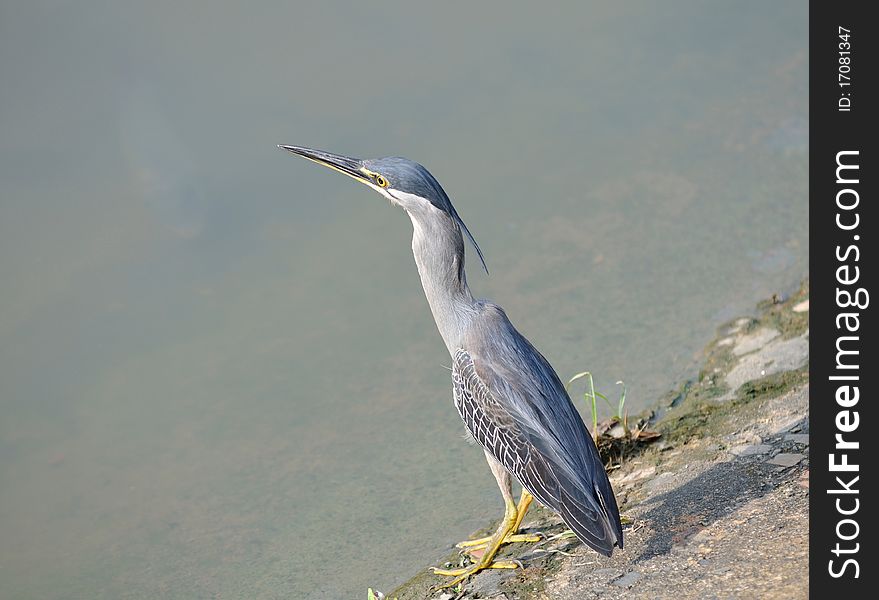 Great Blue Heron At The Edge Of River