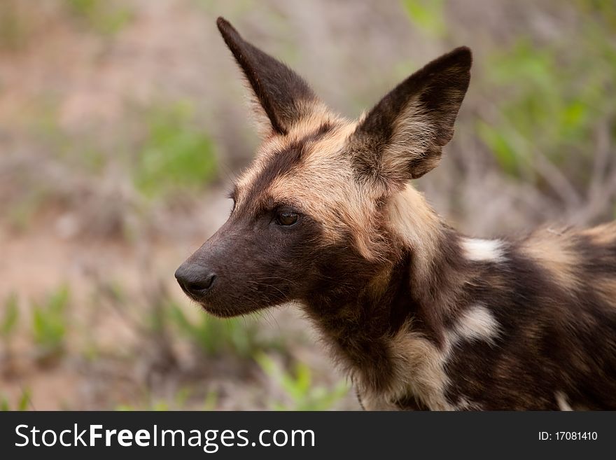 A natural portrait of a Wild Dog captured on a safari in a South African game reserve. A natural portrait of a Wild Dog captured on a safari in a South African game reserve.