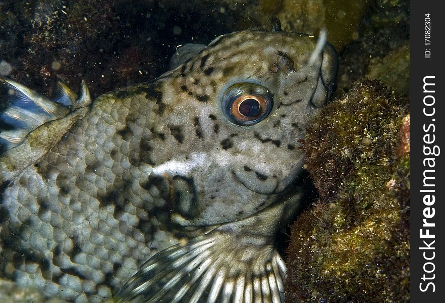 Australian wrasse fish