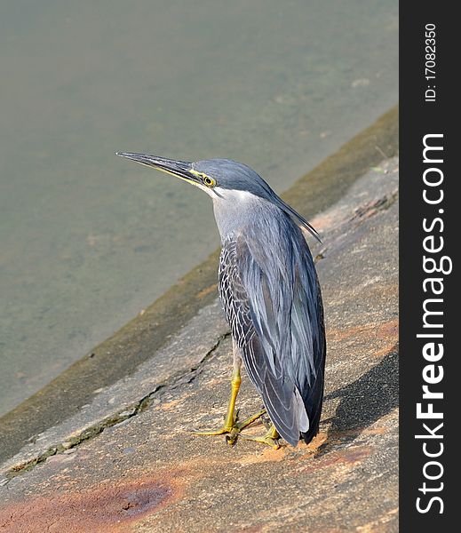 Great Blue Heron resting on rock. Great Blue Heron resting on rock