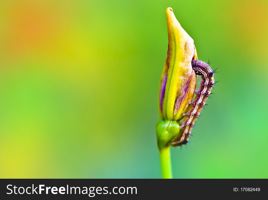 Caterpillar on the yellow flower. Caterpillar on the yellow flower.