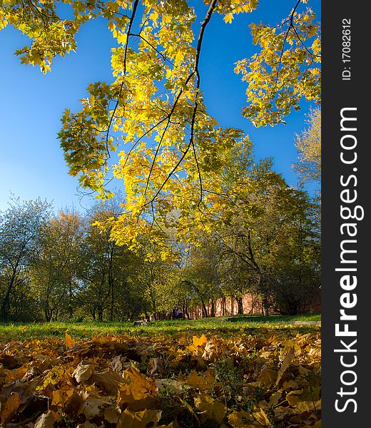 Colorful autumn park on the sun