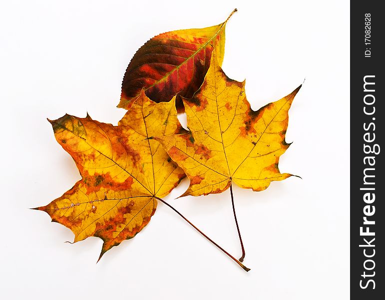 Yellow and orange autumn leaves. Yellow and orange autumn leaves