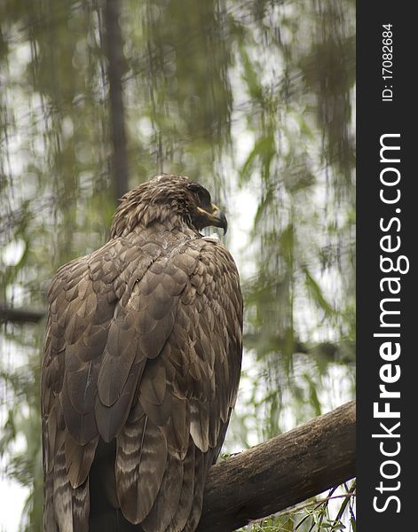 Close up of an eagle shot from back