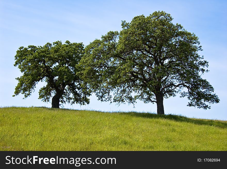 Two lush green oak trees in spring grassland under blue sky and light clouds. Two lush green oak trees in spring grassland under blue sky and light clouds
