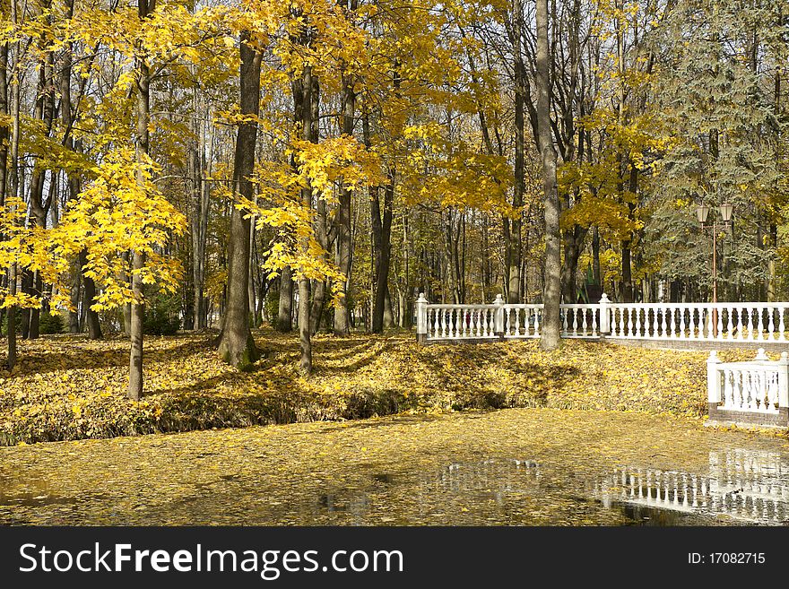 The carpet from yellow leaves lays on water near coast. The carpet from yellow leaves lays on water near coast