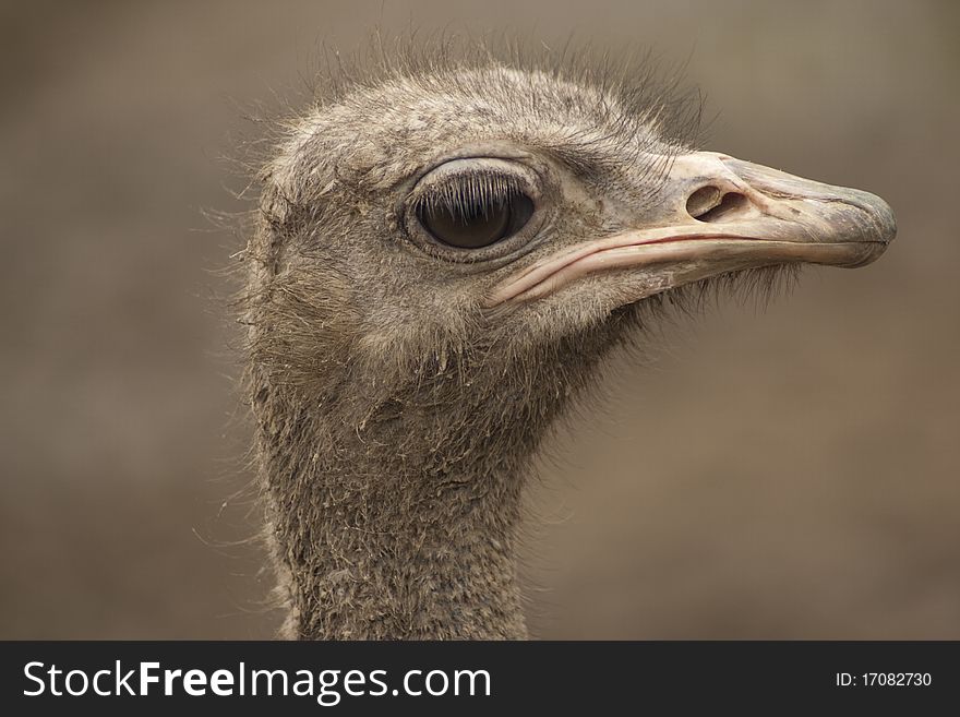 A ostrich face to you, head face hand eyes close up. A ostrich face to you, head face hand eyes close up