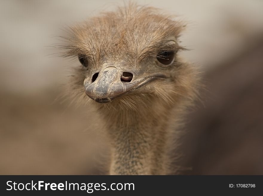 A ostrich face to you, head face hand eyes close up ,Shallow depth of field. A ostrich face to you, head face hand eyes close up ,Shallow depth of field