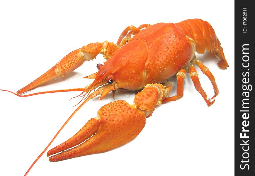 Red Boiled River Lobster