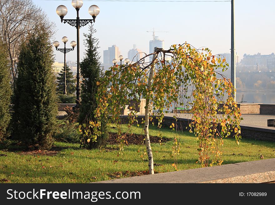 Small Birch Tree In A City Park