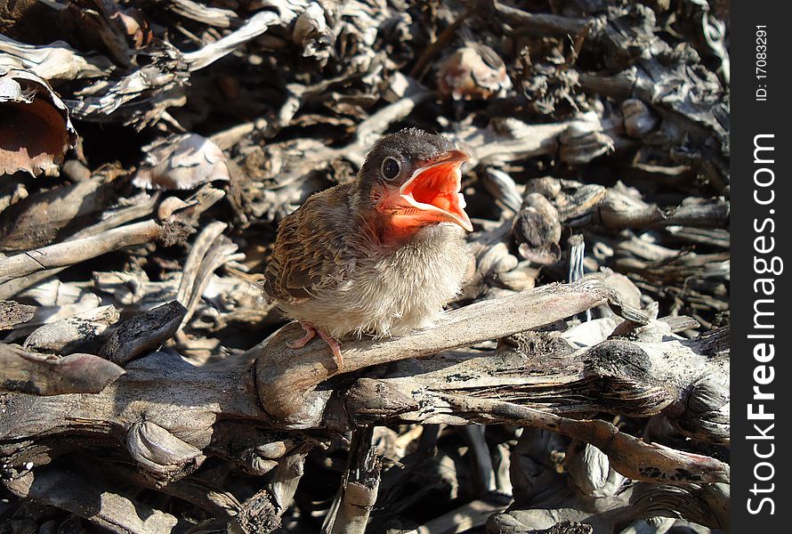 Hungry baby robin is out of nest