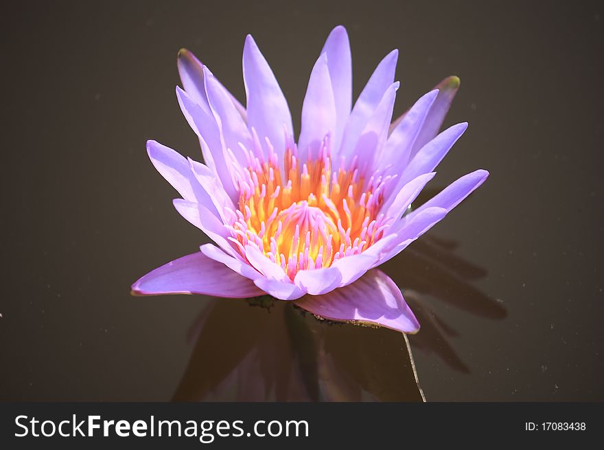 Lotus in pool in the garden