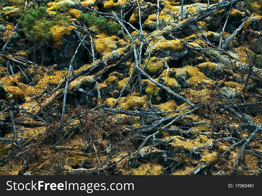 Dead fir tree trunk on moss. Dead fir tree trunk on moss.