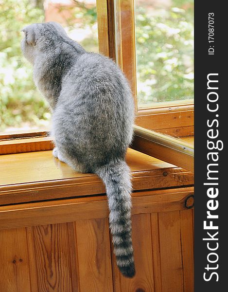 A scotch lop-eared cat sitting on a window-sill