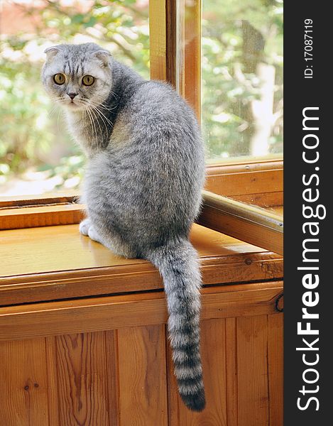A scotch lop-eared cat sitting on a window-sill