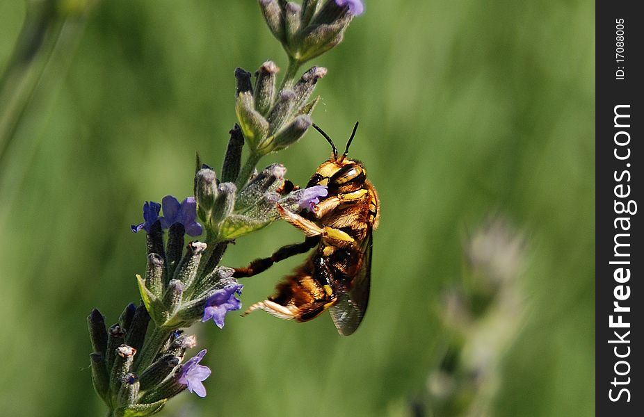 A close-up of a wasp on a lavender flower