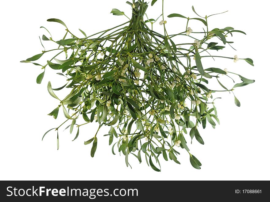 Mistletoe On White Background