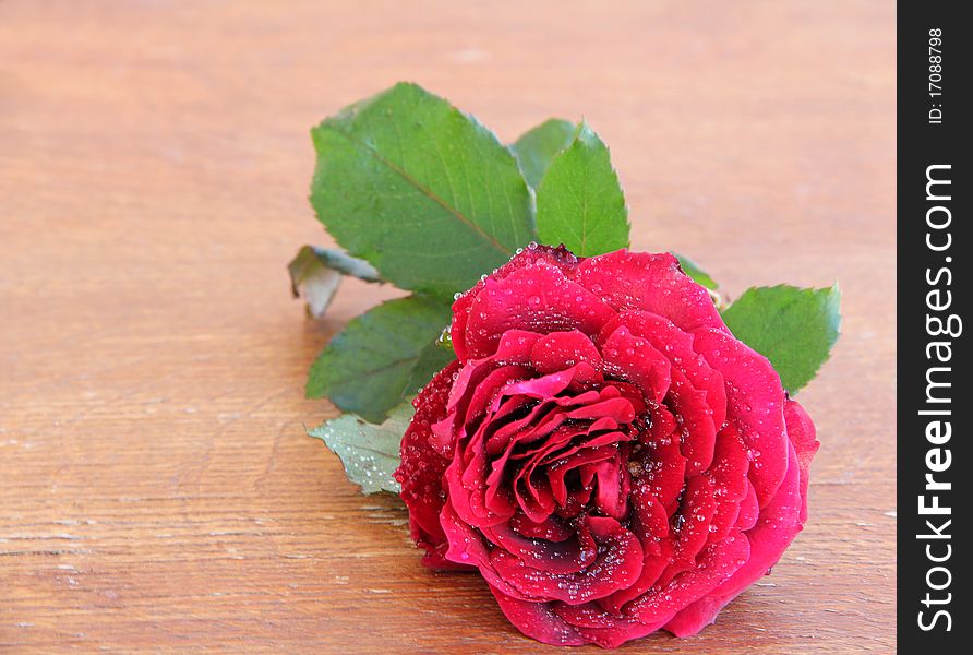 Red rose on a wooden texture.