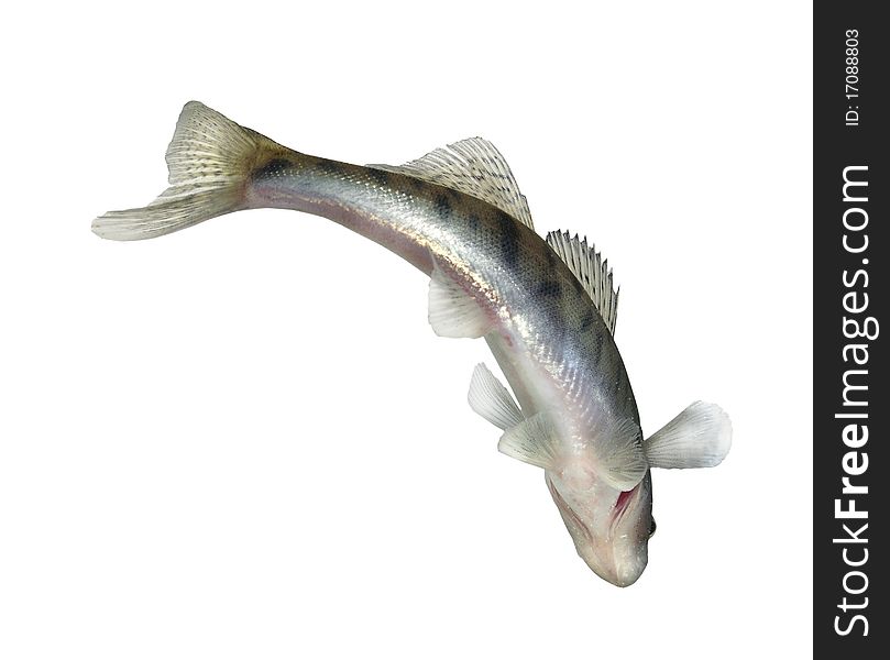 Long alive zander on white background